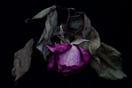 Rose, 2009