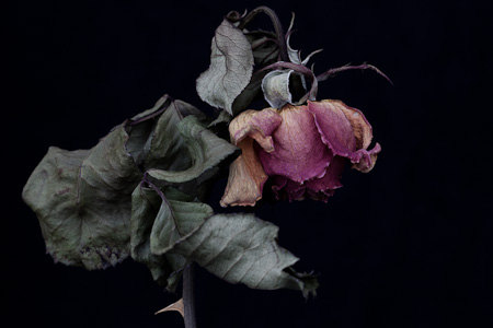 Rose, 2009